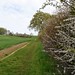 blackthorn hedge on the field path towards the ridge road