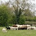 neat and clean - ewes and lambs at South West Farm