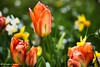 Tulpenbeet im Frhling