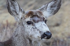 248A9681-mule-deer-buck