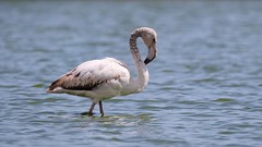 Juvenile Flamingo !