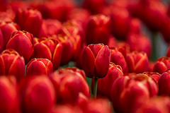 Rote Tulpen (On Explore ⭐️ April 29, 2023)