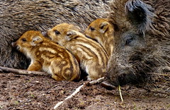 Wild pig family