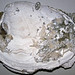 Mercenaria permagna (fossil bivalve shell) (Nashua Formation, Lower Pleistocene; near Okeechobee, Florida, USA) 1