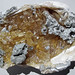 Geodized Mercenaria permagna (fossil bivalve shell) with calcite (Nashua Formation, Lower Pleistocene; near Okeechobee, Florida, USA) 3
