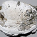 Mercenaria permagna (fossil bivalve shell) (Nashua Formation, Lower Pleistocene; near Okeechobee, Florida, USA) 2