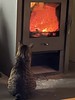 The cat and the oven
