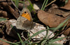 Nspola - Small Heath - Coenonympha pamphilus