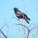American Crow, Cottonwood Creek Trail, Allen, Texas, April 30, 2023