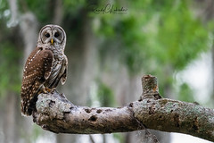 Barred Owl | Strix varia | 2023 - 2