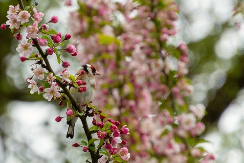 Goldfinch on the blossom tree