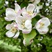 apple blossom, Tollard Royal