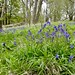 Bluebells by the track to Ashcombe Bottom