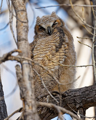 Newly Fledged Great Horned Owl (Explored)