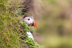Puffin explored 4th May 23