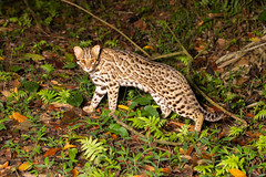 Mainland Leopard Cat - Prionailurus bengalensis