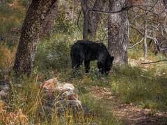 Black bear up ahead on the trail | South Rim Trail Loop, Big Bend National Park, Texas, USA