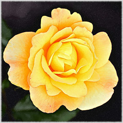 Yellow Rose, Johnson Nursery, Cookeville, Tennessee