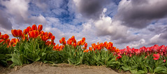 Tulips in panorama / Dutch / Holland