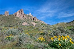 Saddle Rock Wildflowers 5972 B (Explored)