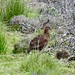 red grouse shelters among old heather