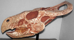 Protoceratops andrewsi (ceratopsian dinosaur) (Djadokhta Formation, Upper Cretaceous; Flaming Cliffs, Gobi Desert, Mongolia) 1