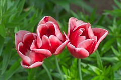 Tulips - HSS