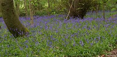 Oldmoor Wood (01). Nottingham. May 2023 [in explore] (Flickr Explore)