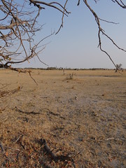 BotswanaOkavangoDelta 45