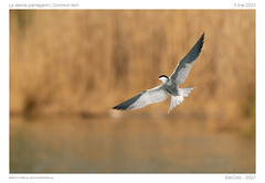 La sterne | Common tern