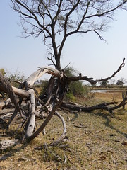 BotswanaOkavangoDelta 41