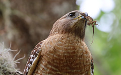 Red-shouldered Hawk with Lizard
