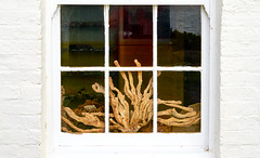 Coral in the Window