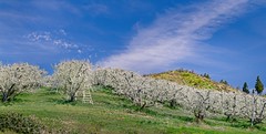 Spring Orchard 6153 A