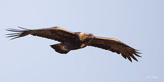 Golden Eagle, Aquila chrysaetos