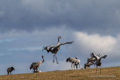 Cranes at Lake Hornborga during spring in Sweden