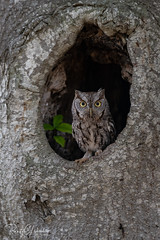 Eastern Screech Owl | Megascops asio | 2023 - 17