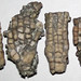 Ectenocrinus simplex (fossil crinoid heads) (Kope Formation, Upper Ordovician; Carrollton, Kentucky, USA) 3