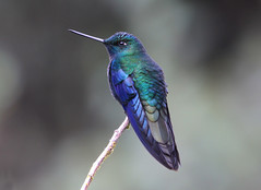 Great Sapphirewing  / Colibri à ailes saphir (Richard )