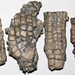 Ectenocrinus simplex (fossil crinoid heads) (Kope Formation, Upper Ordovician; Carrollton, Kentucky, USA) 2