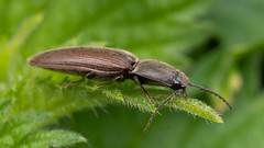 Common brown click beetle