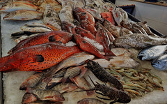 Ägypten, Hurghada, ad Dahar - Altstadt , Reichlich frischer Fisch in der Fischhalle, 23044