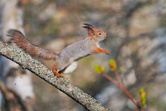 Sciurus vulgaris - Red squirrel