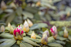Budding Rhododendron bud in spring season
