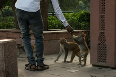 Feeding the monkeys