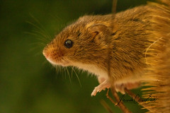 Macro of a Harvest mouse on teasel