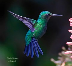 Puerto Rican Emerald Hummingbird- Zumbadorcito de Puerto Rico.