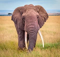 Bull Elephant, Maasai Mara
