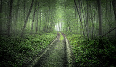 Woodland Misty Path