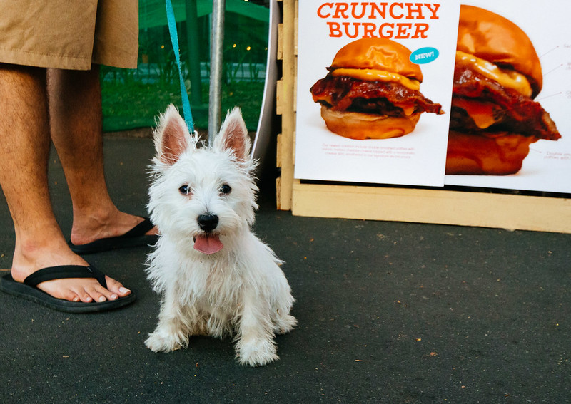 furry white dog with pointy ears in front of a burger stall<br/>© <a href="https://flickr.com/people/37837114@N00" target="_blank" rel="nofollow">37837114@N00</a> (<a href="https://flickr.com/photo.gne?id=52896681691" target="_blank" rel="nofollow">Flickr</a>)